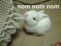 Om Nom Nom Nom