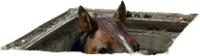 Sewer Horse/Basement Horse