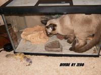 Divide By Zero