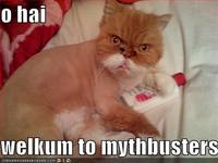 LOLcats