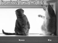 LOLcats