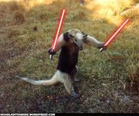 Anteater