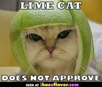 Limecat