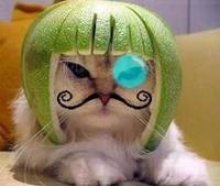 Limecat