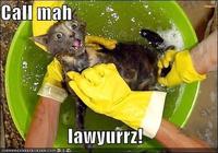 LOLcats