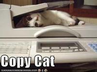 LOLcats
