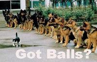 LOLcats
