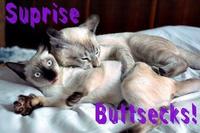 LOLcats