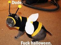 LOLcats