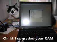 LOLcats