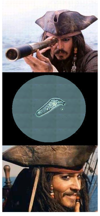 Jack Sparrow Reaction
