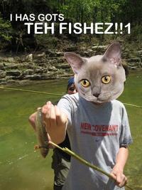 LOLcats