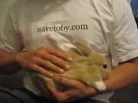 Save Toby