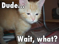 LOLcats