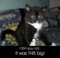 LOLcats