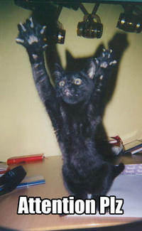 LOLcats