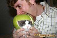 Limecat