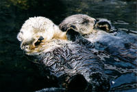 Otters Holding Hands