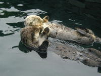 Otters Holding Hands