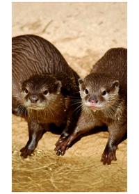 Otters Holding Hands