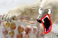 Apples Bear