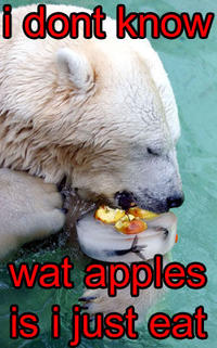 Apples Bear