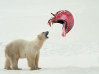 Apples Bear