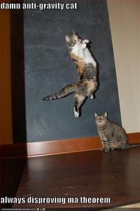 Gravity Cat