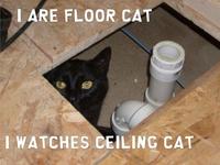 Basement Cat