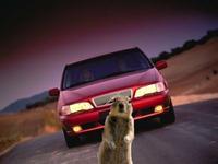 Crasher Squirrel