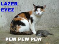 Pew Pew