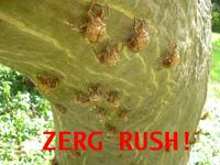 Zerg Rush