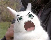 Bunnyfaic
