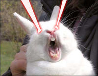 Bunnyfaic