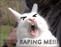 Bunnyfaic