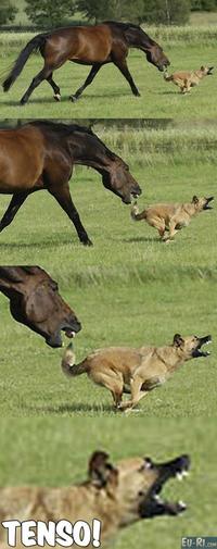 Tenso-do-cachorro