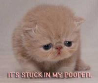 LOLcats