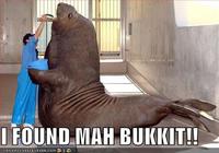Lolrus