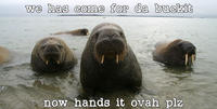 Lolrus