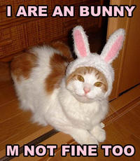 A cat is fine too....