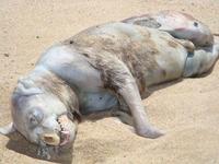Montauk-monster