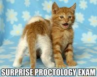 LOLcats