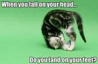 LOLcats