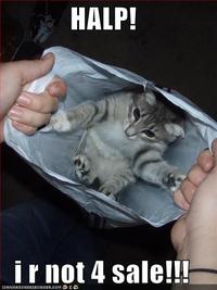 LOLcats