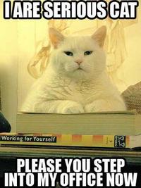 Serious Cat