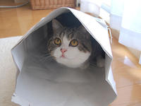 Maru the Cat