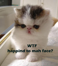 LOLcats