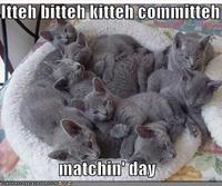 Itteh Bitteh Kitteh Committeh