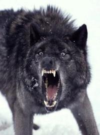 Insanity Wolf