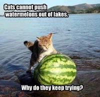 Average Cats